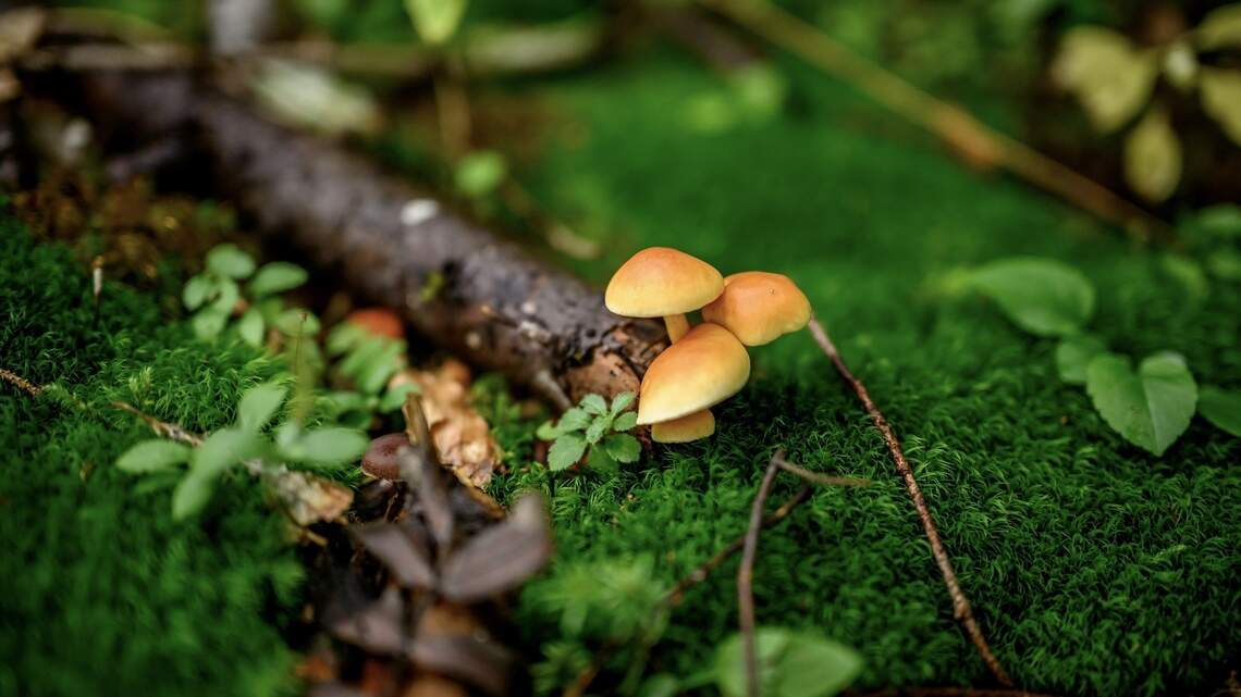 From Mushroom Gummies to Powders: How These Supplements Are Evolving and Why Dosing Matters