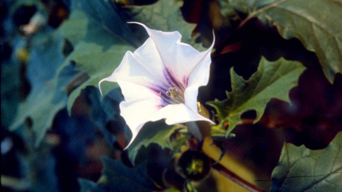 Jimsonweed can cause death in humans, livestock and pets.