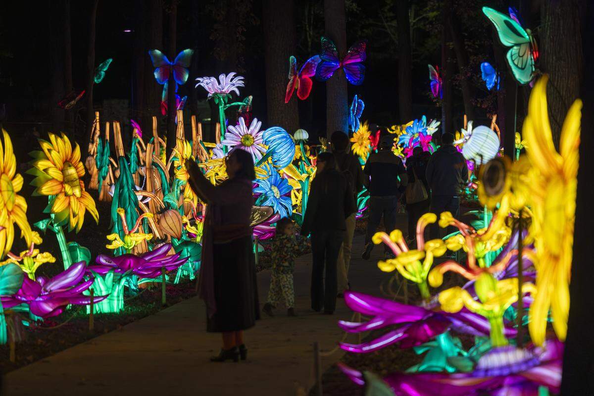 Visitors tour the North Carolina Chinese Lantern Festival during a preview event at Koka Booth Amphitheatre in Cary on Friday evening, Nov. 14, 2025. The festival opens to the public Nov. 15 and runs nightly through Jan. 11, featuring more than 40 new handcrafted lantern displays created by visiting Chinese artisans. Highlights include a 164-foot floating installation on Symphony Lake and interactive designs celebrating the festival’s 10th year.