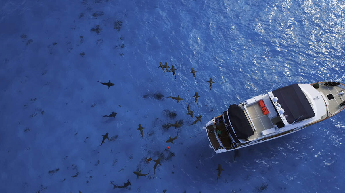 Boat surrounded by sharks in “Forecast: Shark Attacks” on the National Geographic Channel.
