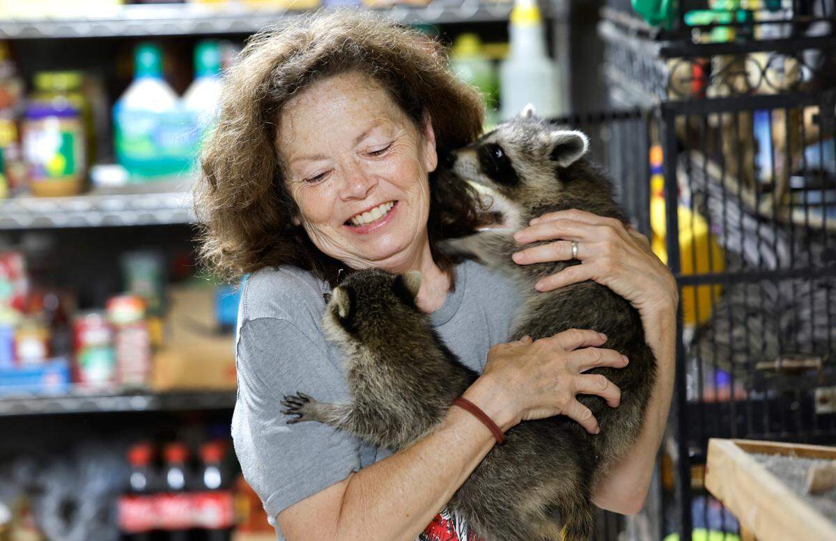 Kim Wortham holds onto baby raccoons that are being rehabilitated at Holly’s Nest Animal Rescue in Sanford, N.C., Friday, July 5, 2024.