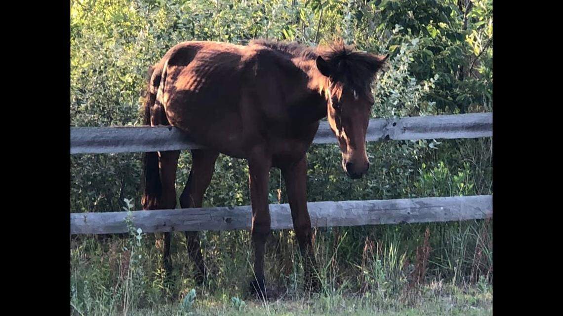 A year-old wild horse on North Carolina’s Outer Banks had to be rescued by tour guides this week after she got stuck while crossing a fence near the Swan Beach.