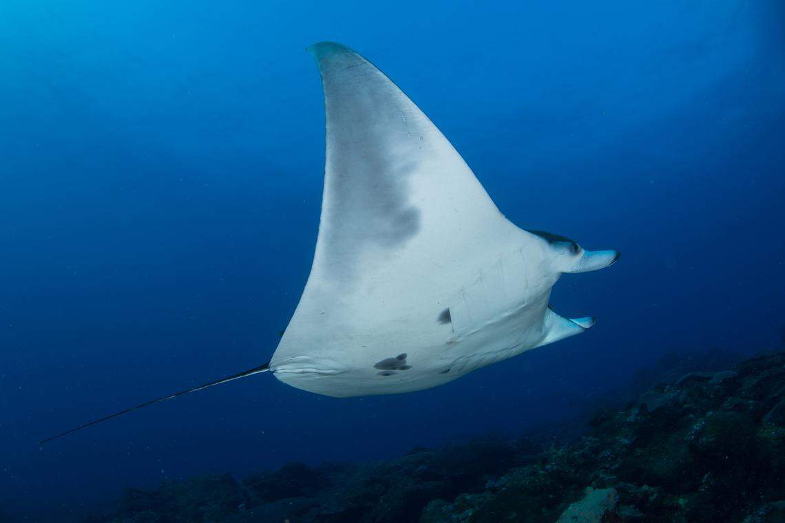 A juvenile manta ray swims at Flower Garden Banks National Marine Sanctuary in the Gulf of Mexico.