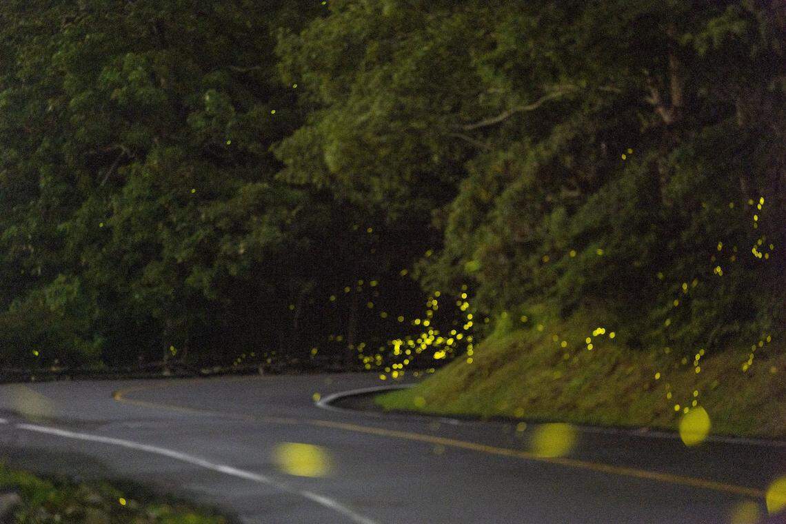 Synchronous fireflies at Grandfather Mountain during the Grandfather Glows event in Linville, on June 25, 2022. Research on Grandfather Mountain has confirmed the presence of 10 species of fireflies or illumining insects, including Photinus carolinus, Blue Ghost fireflies, and Glowworms.