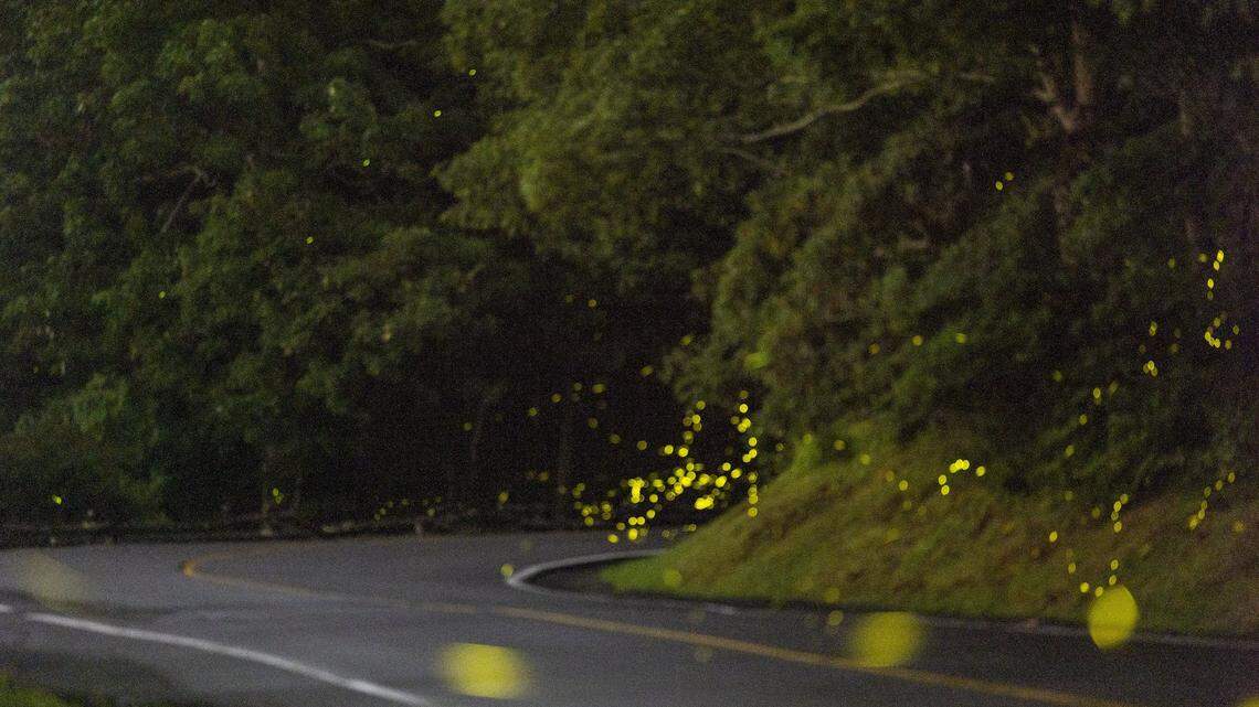 Synchronous fireflies at Grandfather Mountain during the Grandfather Glows event in Linville, on June 25, 2022. Research on Grandfather Mountain has confirmed the presence of 10 species of fireflies or illumining insects, including Photinus carolinus, Blue Ghost fireflies, and Glowworms.