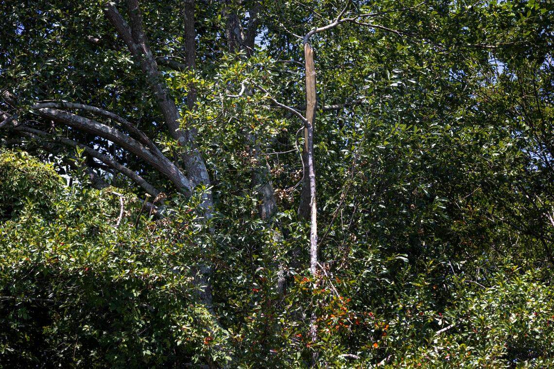 A broken tree limb behind a home on Copain Cove in the Sonoma Springs neighborhood in Fuquay-Varina, N.C. on Wednesday, August 3, 2022, where pilot Charles Hew Crooks’ body was found on Friday, July 29. Crooks reportedly exited the twin-engine aircraft he was co-piloting while en route to RDU International.