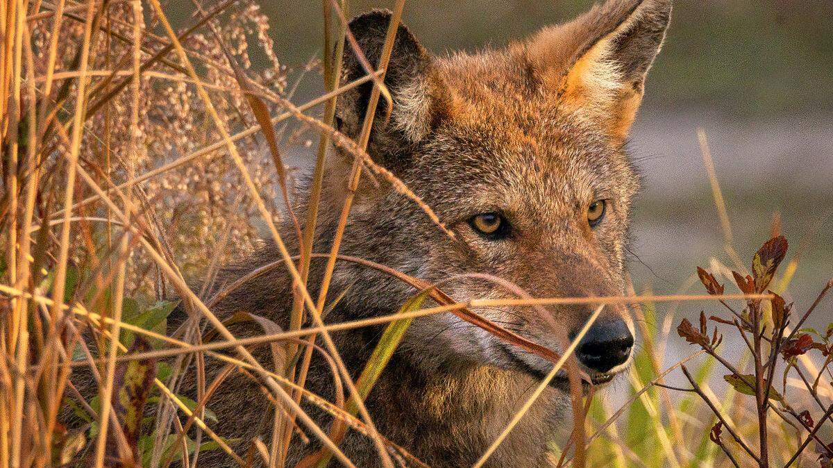 Nearly 20% of wild red wolves have died on NC roads, including one this month