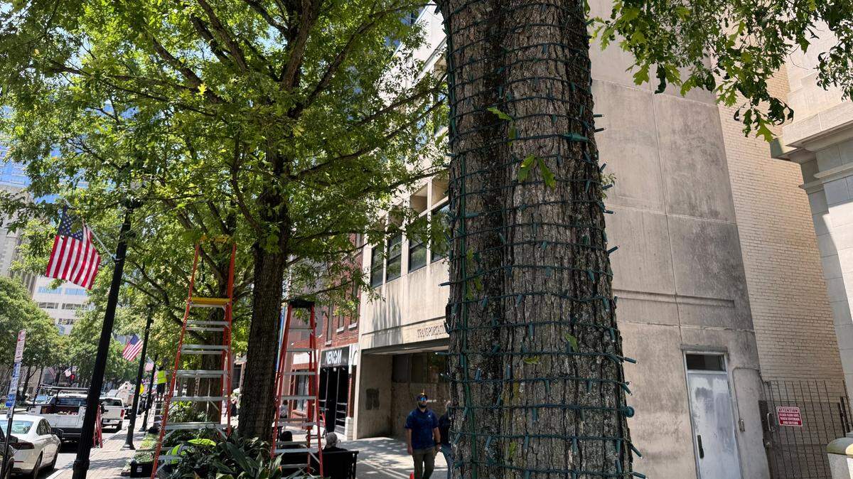 Nearly 90 trees along Fayetteville Street will be wrapped with white LED lights to improve downtown Raleigh.