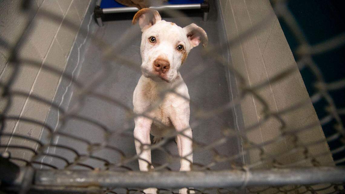 “Monti” is one of 43 pitfalls available for adoption at the Wake County Animal Shelter in Raleigh Tuesday, Oct. 4, 2022. To honor National Pit Bull Awareness Month, the shelter has discounted the adoption fee for the dogs from $95 to $25.