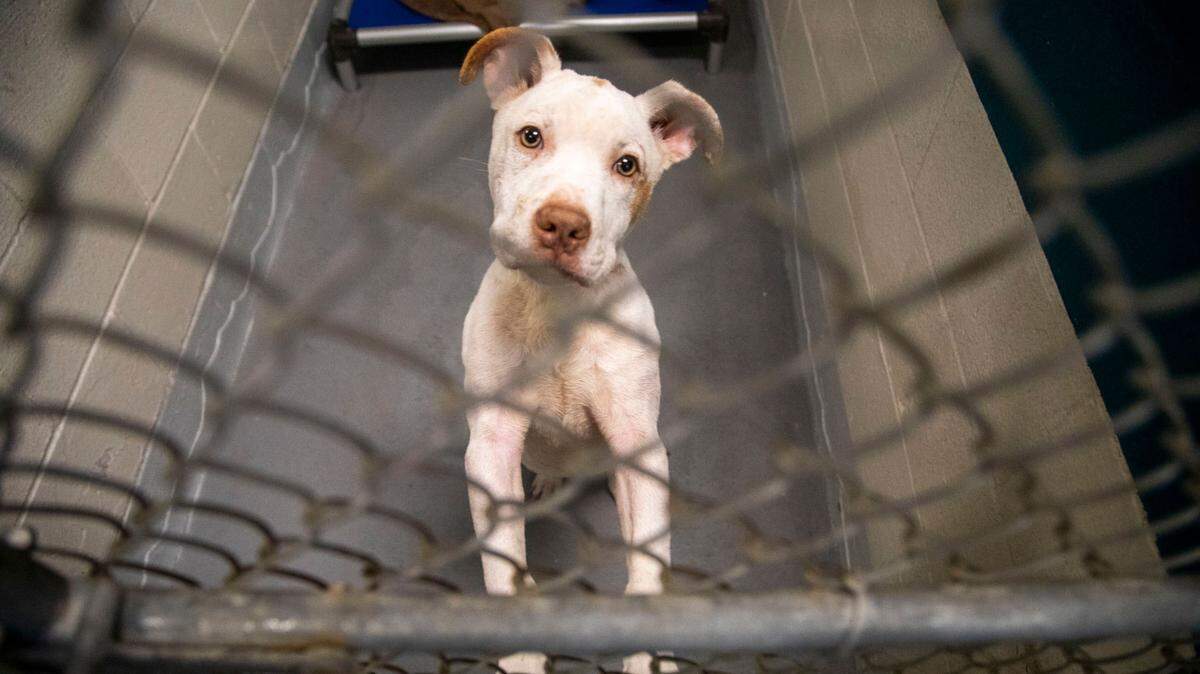 “Monti” is one of 43 pitfalls available for adoption at the Wake County Animal Shelter in Raleigh Tuesday, Oct. 4, 2022. To honor National Pit Bull Awareness Month, the shelter has discounted the adoption fee for the dogs from $95 to $25.