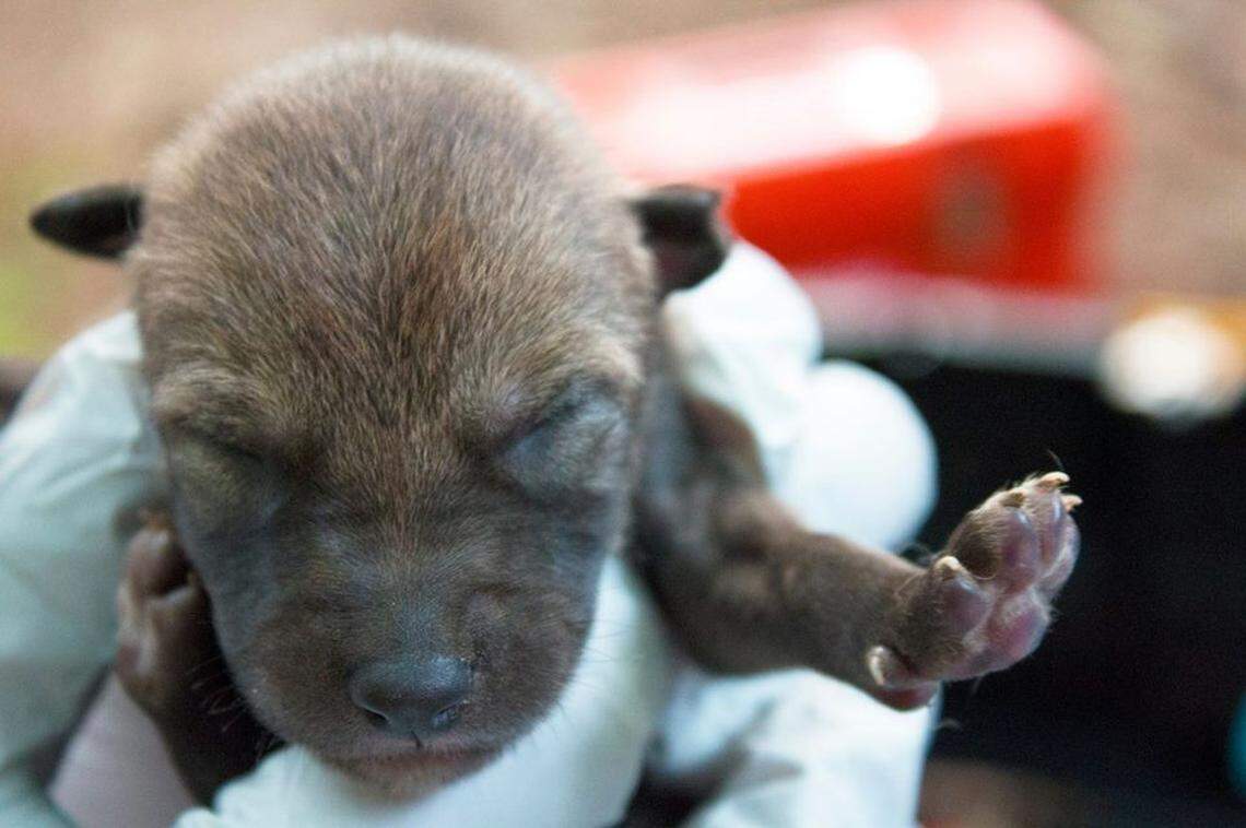 One of the rare red wolf pups born at the Durham Museum of Life and Science on April 21, 2018.