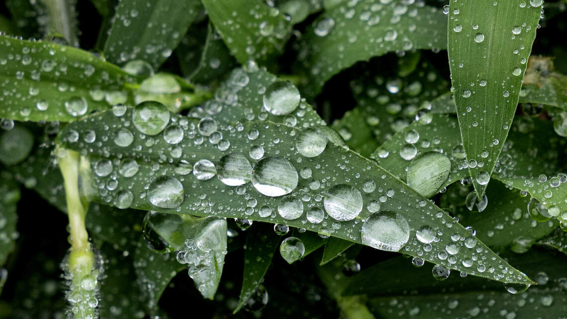 A wet week, with small risk of flooding, arrives in the Triangle