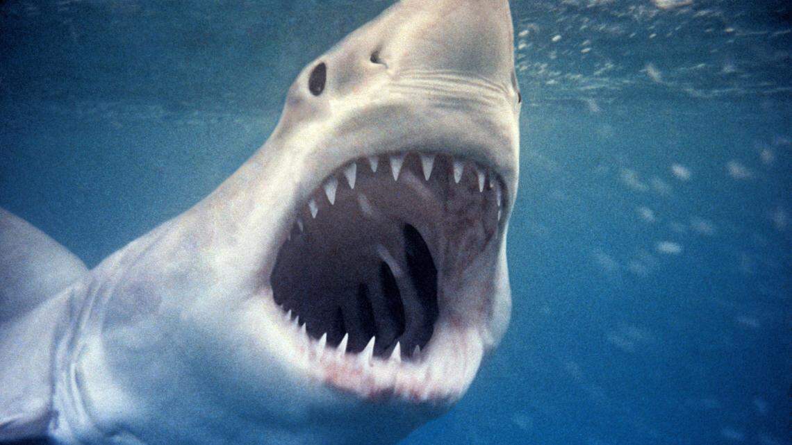A great white shark photographed by Valerie Taylor in 1964. As part of National Geographic’s SharkFest 2021, Disney+ will air the documentary “Playing with Sharks,” about Taylor’s groundbreaking work.