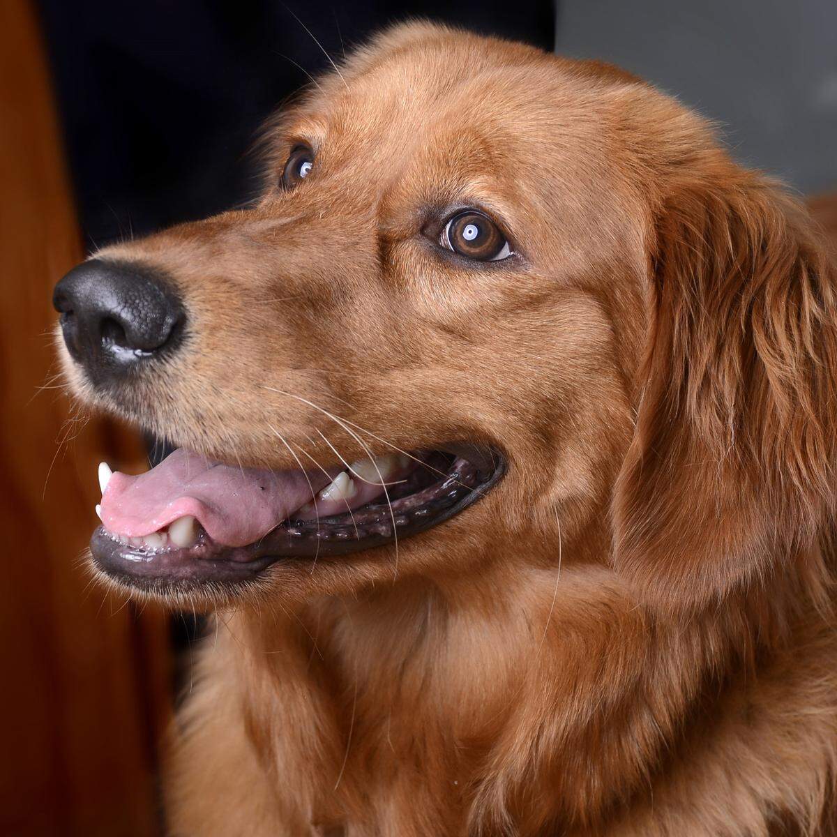 Coco was named a finalist in The News & Observer’s “cutest dog in the Triangle” contest in fall 2024.