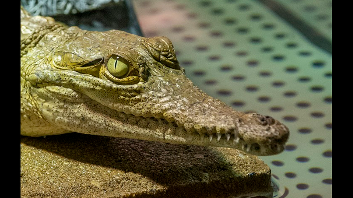 A pair of Orinoco crocodiles will live at the North Carolina Aquarium at Pine Knoll Shores for the next two years as part of an international program to keep the species from going extinct.