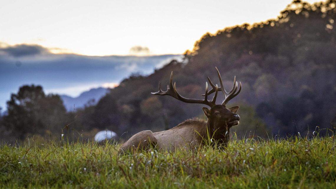 A bull elk rests in a field at sunset at the Kituwah Farm near Bryson City Tuesday, Nov. 2, 2021. The farm, owned by the Eastern Band of Cherokee Indians, is considered the historical mother town and original settlement of the three federally recognized Cherokee tribes. After over hunting decimated native elk populations in the late 1700Õs, the National Park Service reintroduced 52 elk into the Cataloochee area of the Great Smoky Mountain National Park in 2001 and 2002. Some of the elk wandered and established ranges outside the parkÕs boundaries according to the North Carolina Wildlife Resources Commission. An estimated 200 elk now live in the park and surrounding areas.