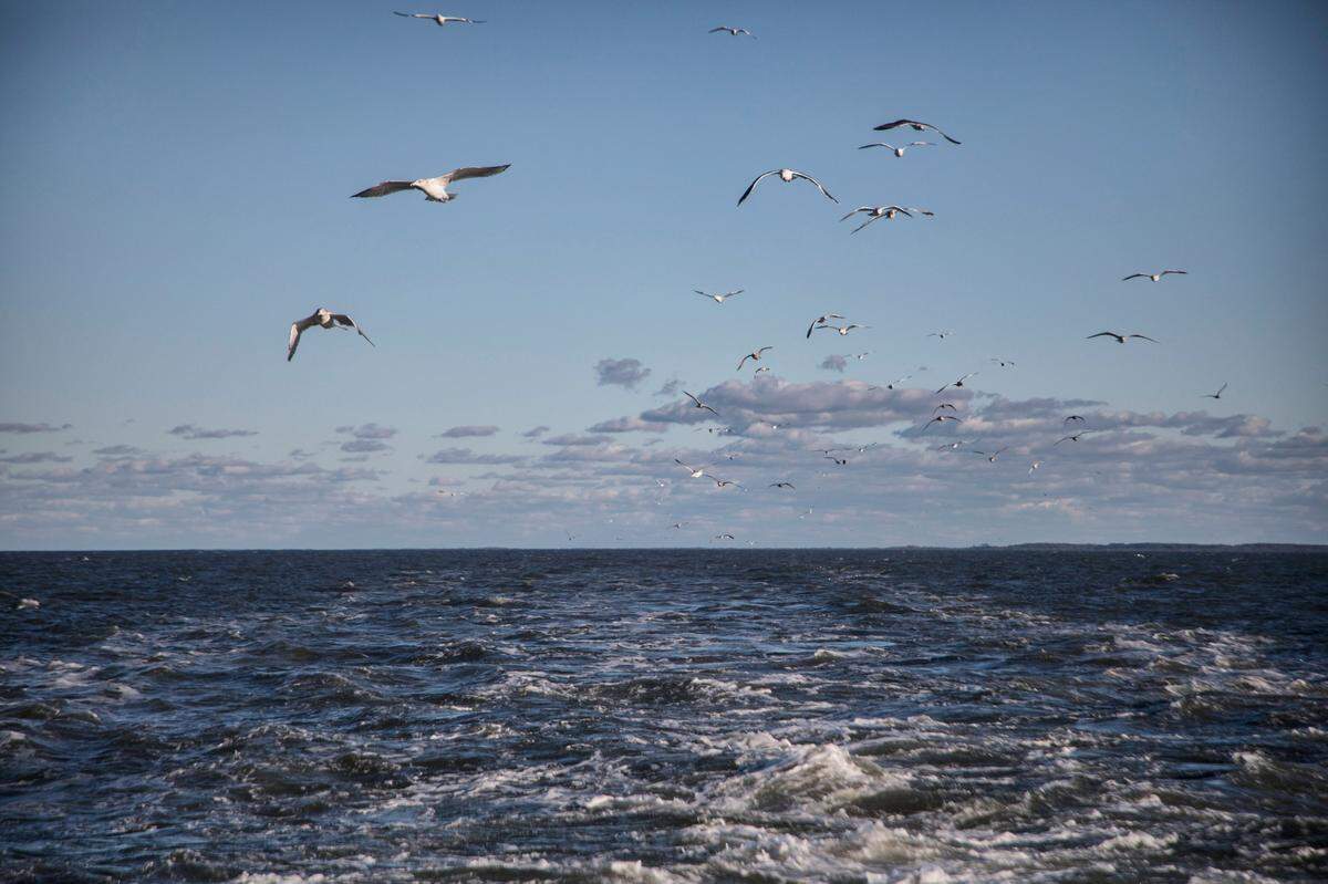 Seagulls follow the Cedar Island Ferry away from Ocracoke Island on Sunday, Nov. 24, 2019. The ferry system has always been Ocracoke’s lifeline to the mainland, but as the post-hurricane recovery process continues, the ferries are struggling to keep up with the needs of residents, contractors, and debris removal. The re-opening of the island to visitors is planned for Dec. 2, and the ferries are expected to add routes between Cedar Island and Swan Quarter to accommodate more people and supplies.