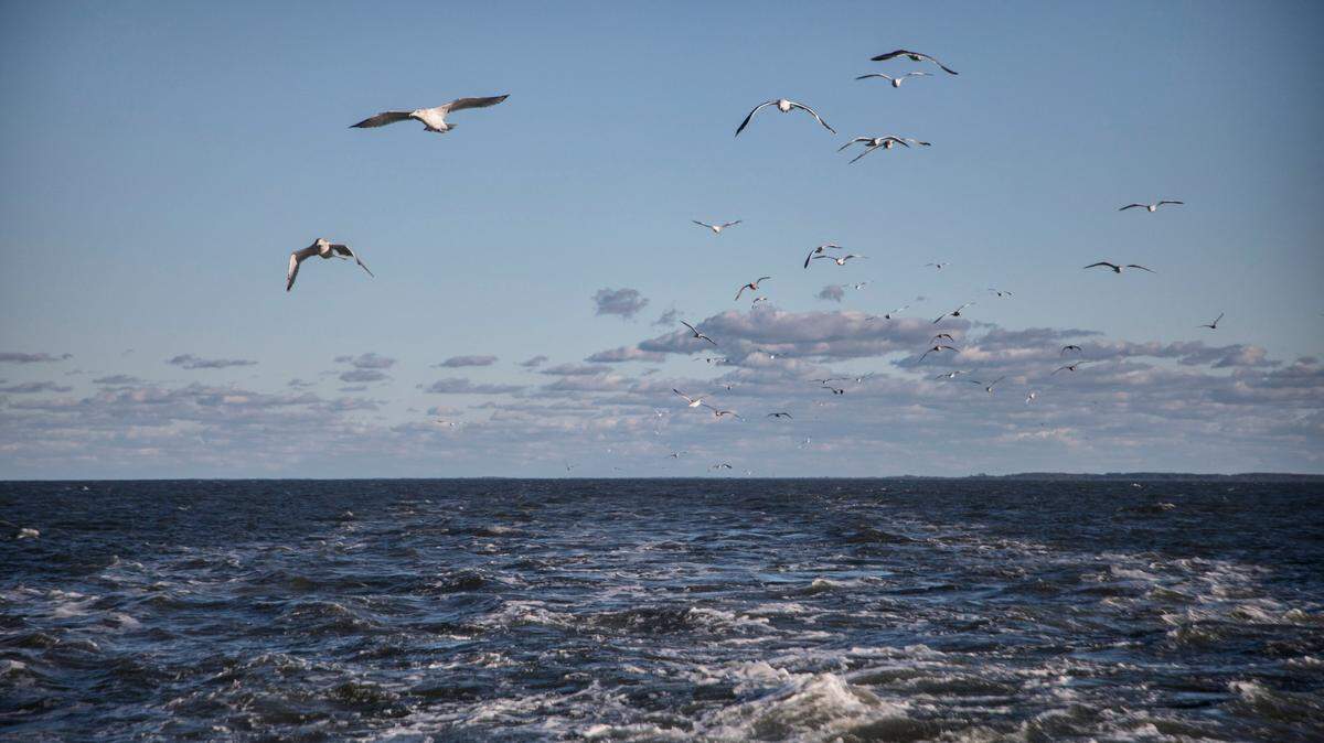Seagulls follow the Cedar Island Ferry away from Ocracoke Island on in November 2019.