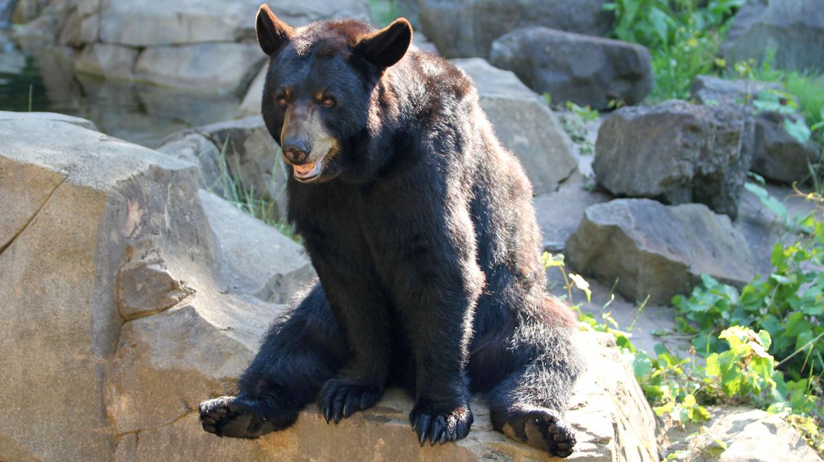FILE - The Durham Museum of Life and Science’s Gus, an 18-year-old American black bear. Are bears carnivores?