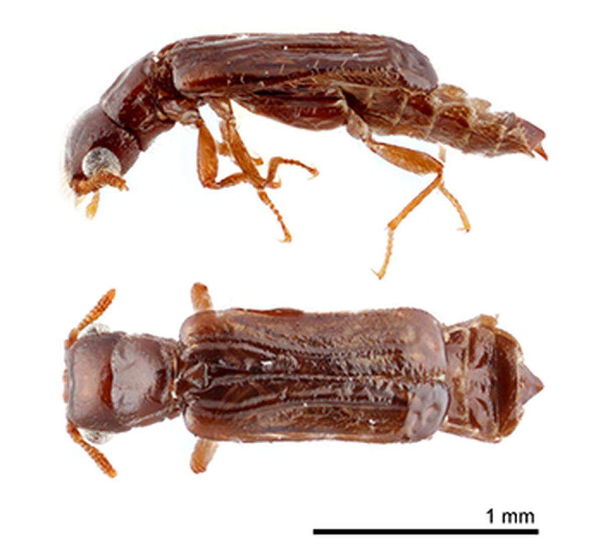 Telephone-pole beetle
