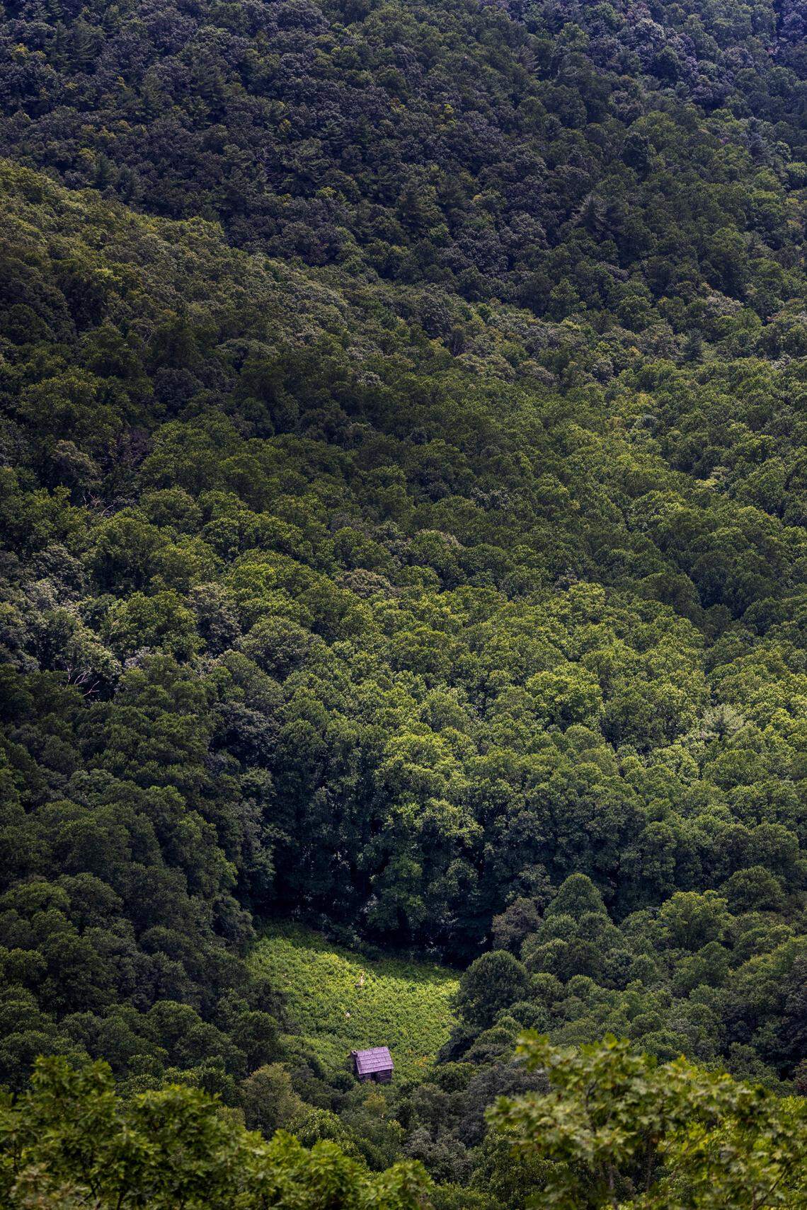 A view of the historic Caudill Cabin, 1500 feet below Wildcat Rocks overlook in Doughton Park on the Blue Ridge Parkway. The 7,000-acre park in Alleghany County is the largest recreation area on the Parkway.