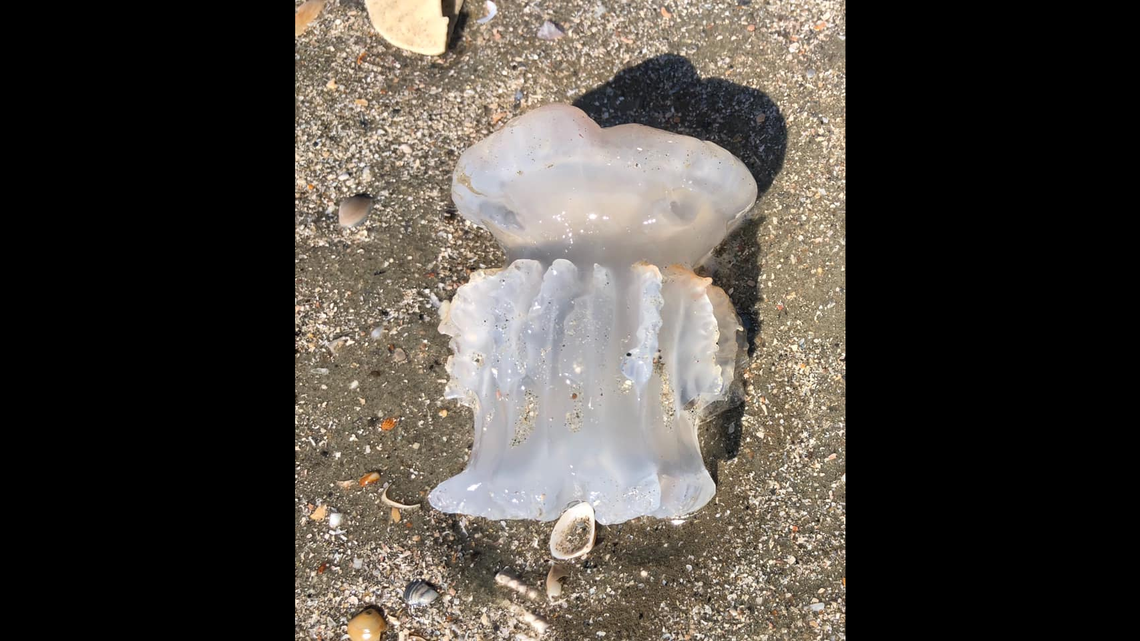 This thing was found Sunday at Folly Beach, S.C.. What is it? Some say it’s a jellyfish eaten beyond recognition.