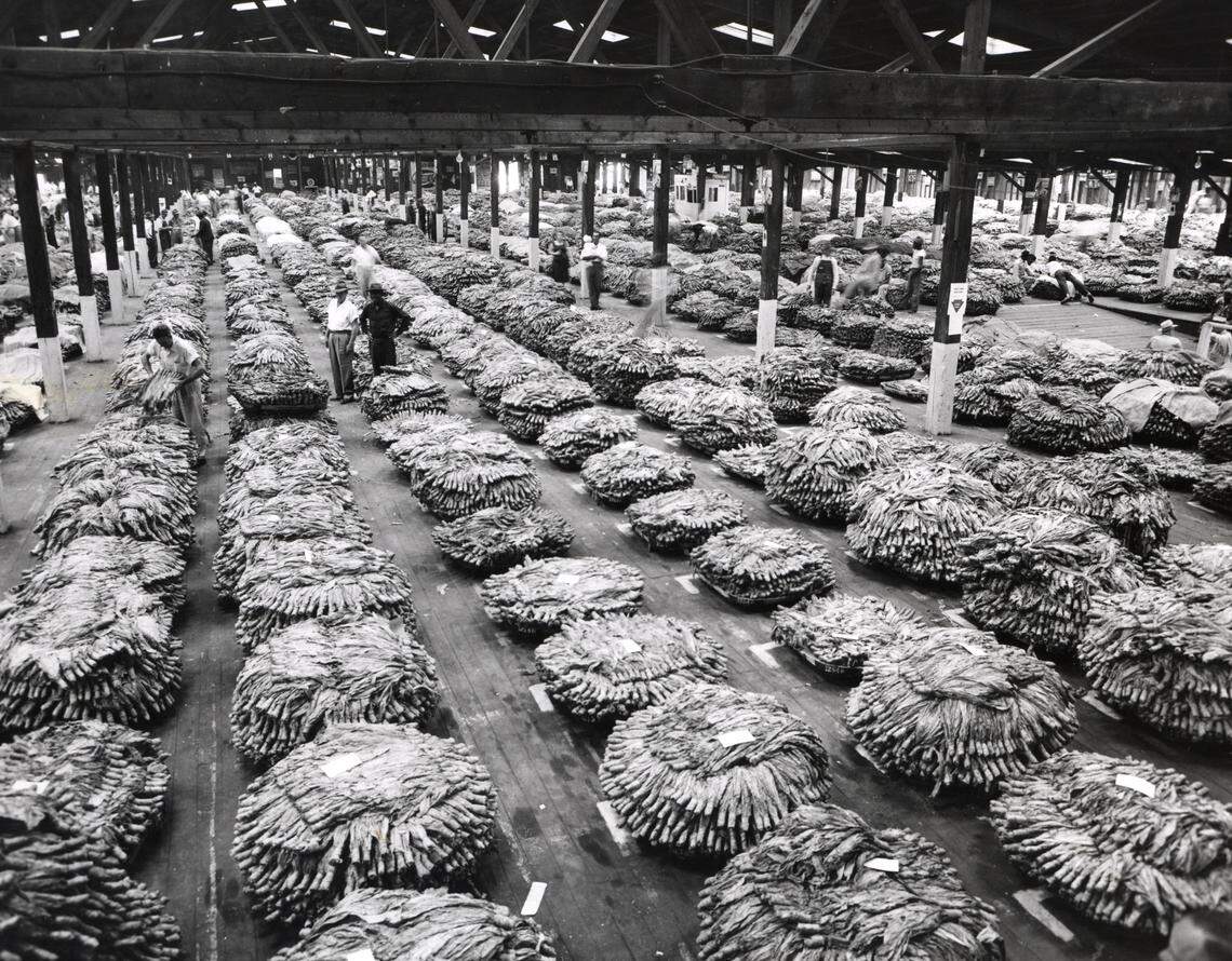 Piles of cured tobacco await auctioneers and buyers on the first day of sales at Durham’s Roycroft Tobacco Warehouse on Rigsbee Ave. in the late 1940’s.