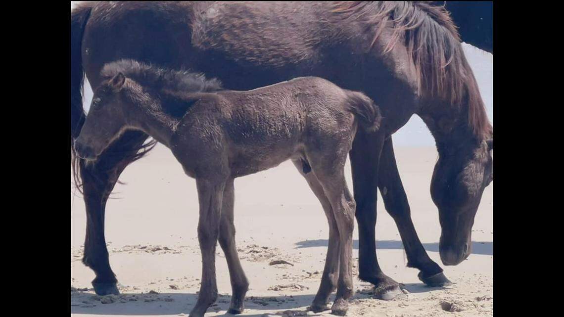 A solitary mare once called the loneliest wild horse on the Outer Banks has been spotted with a foal, according to the Corolla Wild Horse Fund.