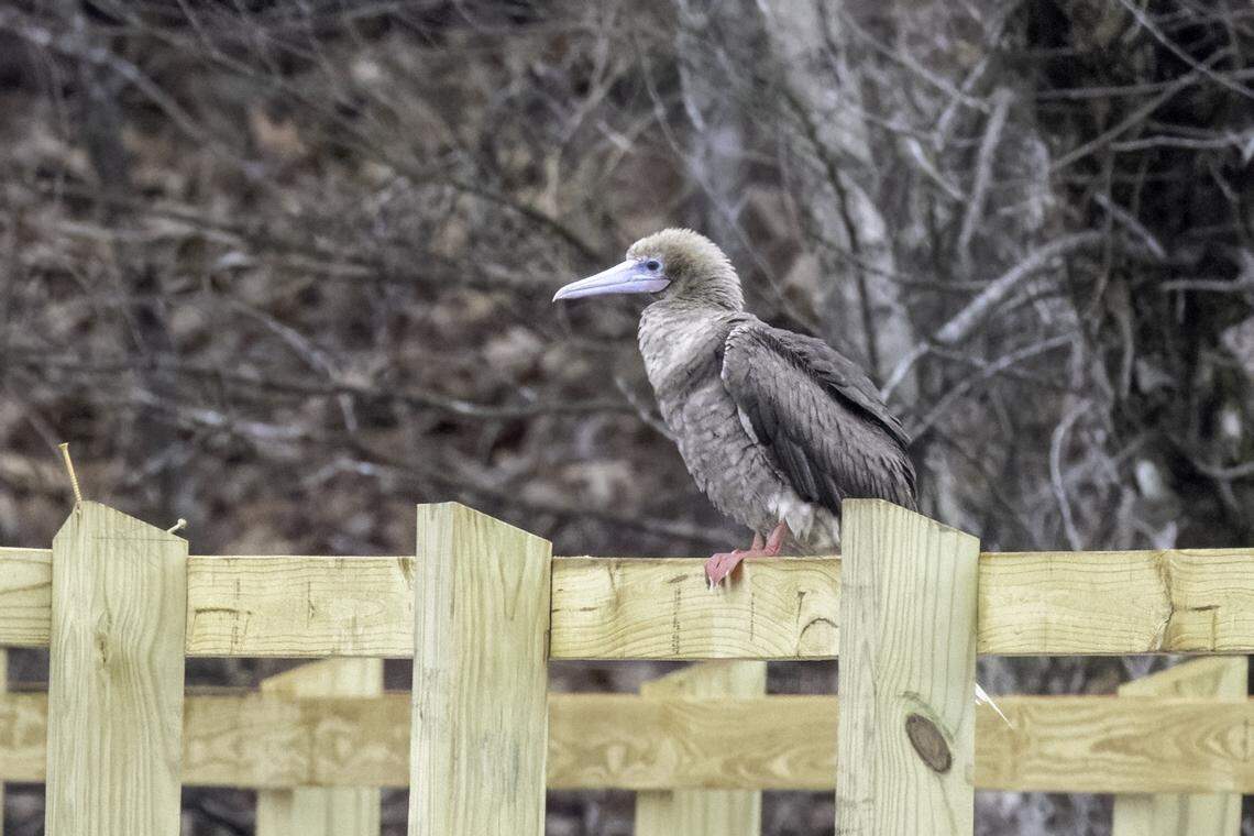 This rare Red-footed Booby was seen in Raleigh on March 3, 2023. Serious birders who flocked to see it made a group chat to stay in touch about other rare birds, and more than 170 people joined.