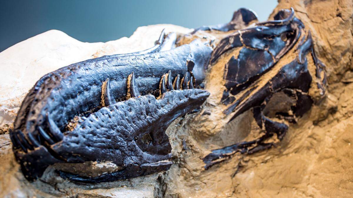 Dueling Dinosaurs exhibit opens in downtown Raleigh this year, with a T. rex and Triceratops