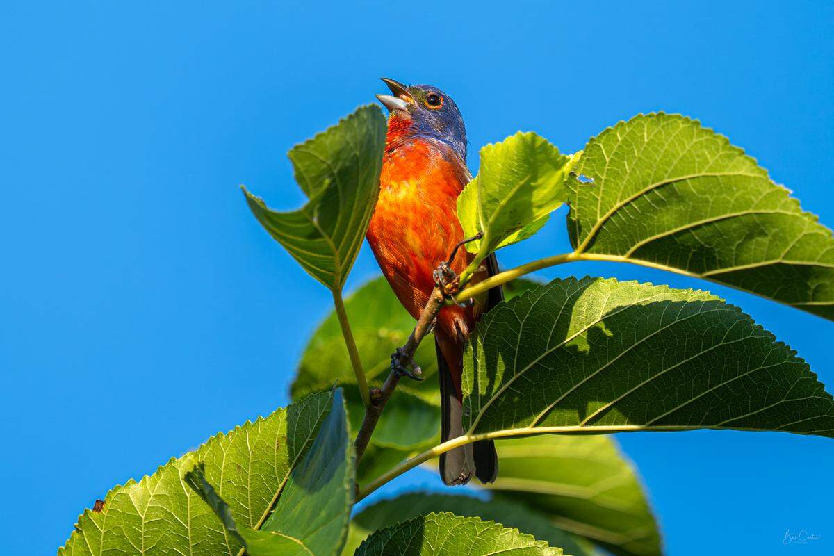 A painted bunting photographed by Bill Carter near the sunflower field in Dix Park in Raleigh, N.C. Thursday, July 24, 2025.