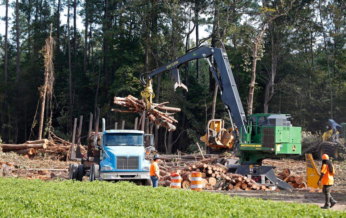 Trees cut down on a Wilson County farm are loaded onto a truck Tuesday, Sept. 3, 2019. The cut trees are headed to the Enviva plant in Northampton County, N.C.