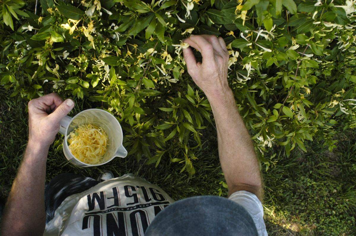 Bill Smith, picks about four cups of honeysuckle along the Bolin Creek Greenway in Chapel Hill in 2004 for his legendary, yet seasonally short, honeysuckle sorbet.