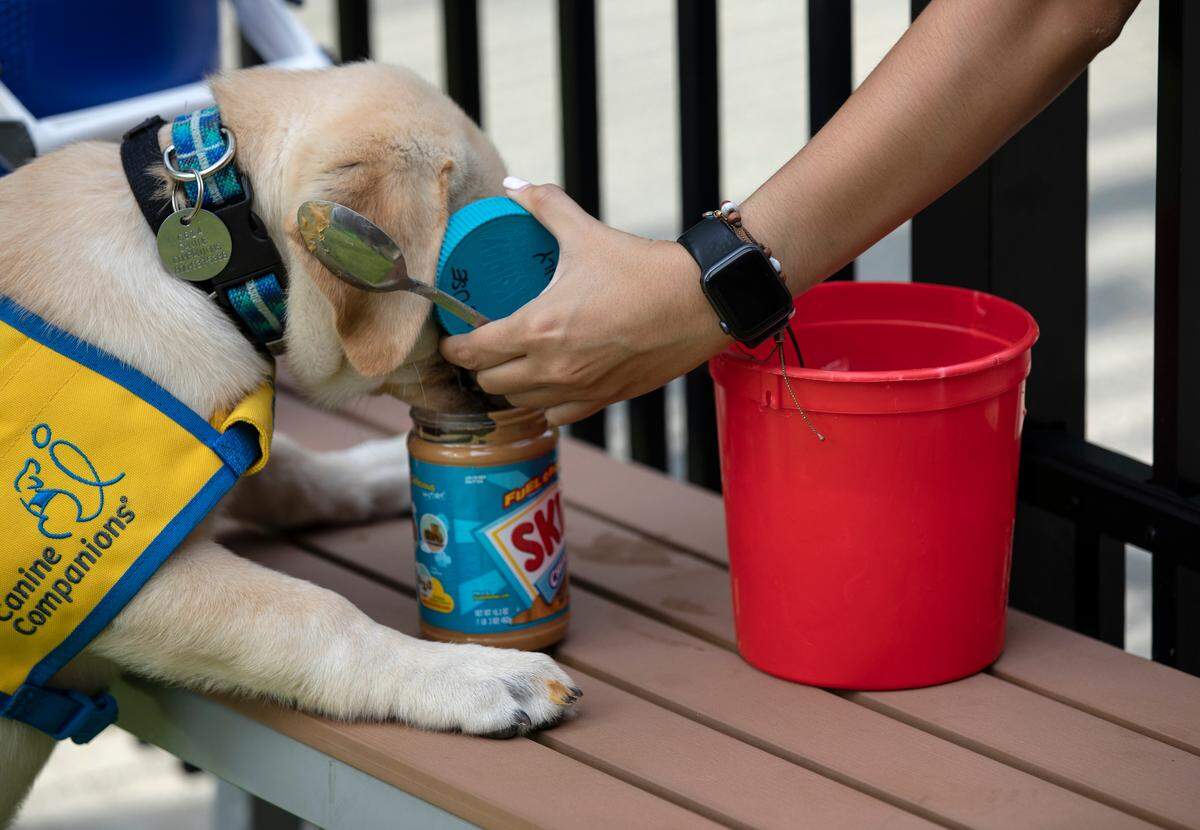 Maestro, a two-month-old Labrador and Golden Retriever mix puppy, steals a bite of peanut butter while playing outside with volunteers at the Duke Puppy Kindergarten on Thursday, Sept. 22, 2022, in Durham, N.C. The Duke Puppy Kindergarten studies how different rearing methods affect the traits of assistance dogs.