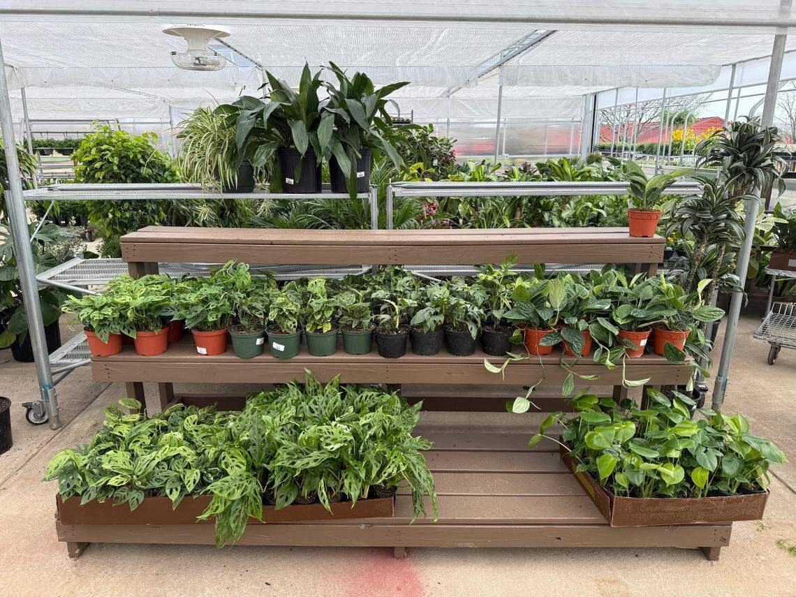 Visitors at Logan’s Garden Shop can browse house plants and outdoor plants at the business’s new store at the State Farmers Market.