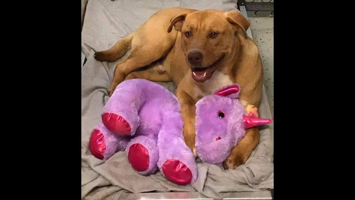 This dog tried to steal the same stuffed unicorn five times from a North Carolina Dollar General store. The animal control officer decided to buy it for him.