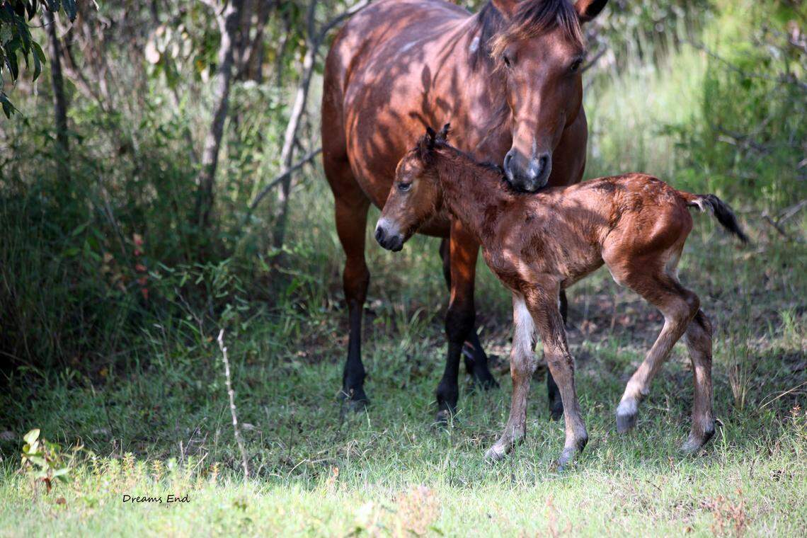 A filly was born to North Carolina’s wild horse herd in Corolla on Thursday, Aug. 23, 2018.