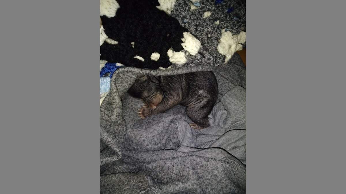 A North Carolina man found a box of bear cubs in his yard, police say. No one knows how they got there.