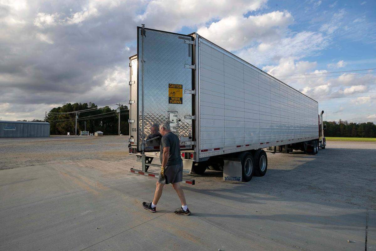 Truck driver Terry Swindle closes his trailer after picking up a load of sweet potatoes from Scott Farms in Lucama, N.C. on November 11, 2021. Swindle drives for Freeman.