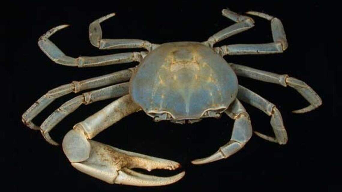 The mysterious blue land crab is spreading in NC. How did it get here?