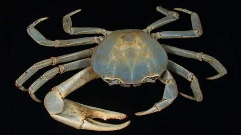 The mysterious blue land crab is spreading in NC. How did it get here?