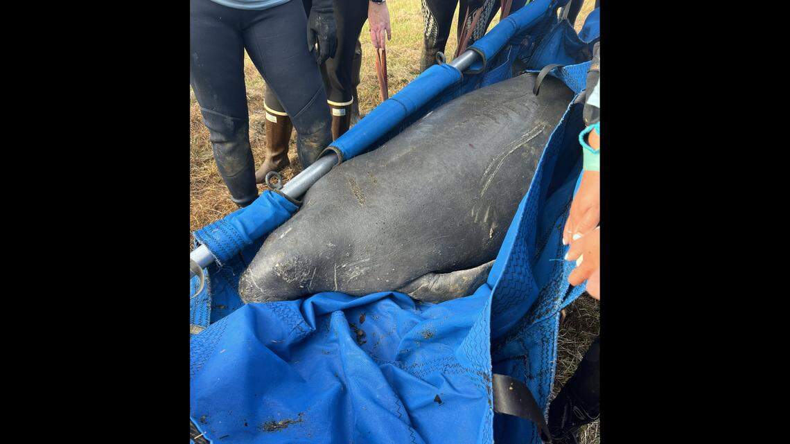 A sick manatee found in a North Carolina canal near Greenville was rescued and taken to SeaWorld Orlando in Florida for medical care, officials say.&nbsp;
