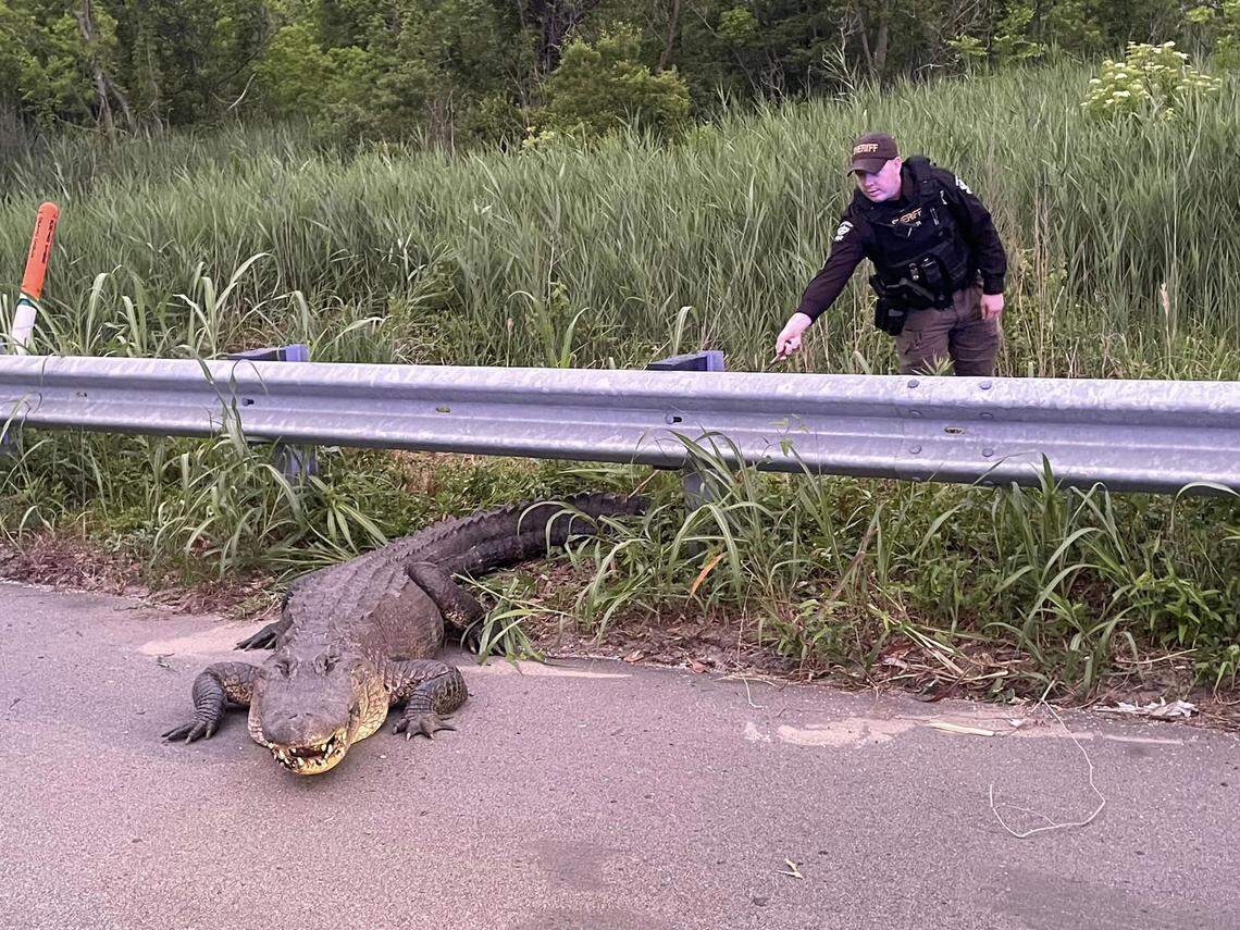 Deputies at the Brunswick County Sheriff’s Office had to remove this alligator twice from Highway 17 in one shift, officials say.