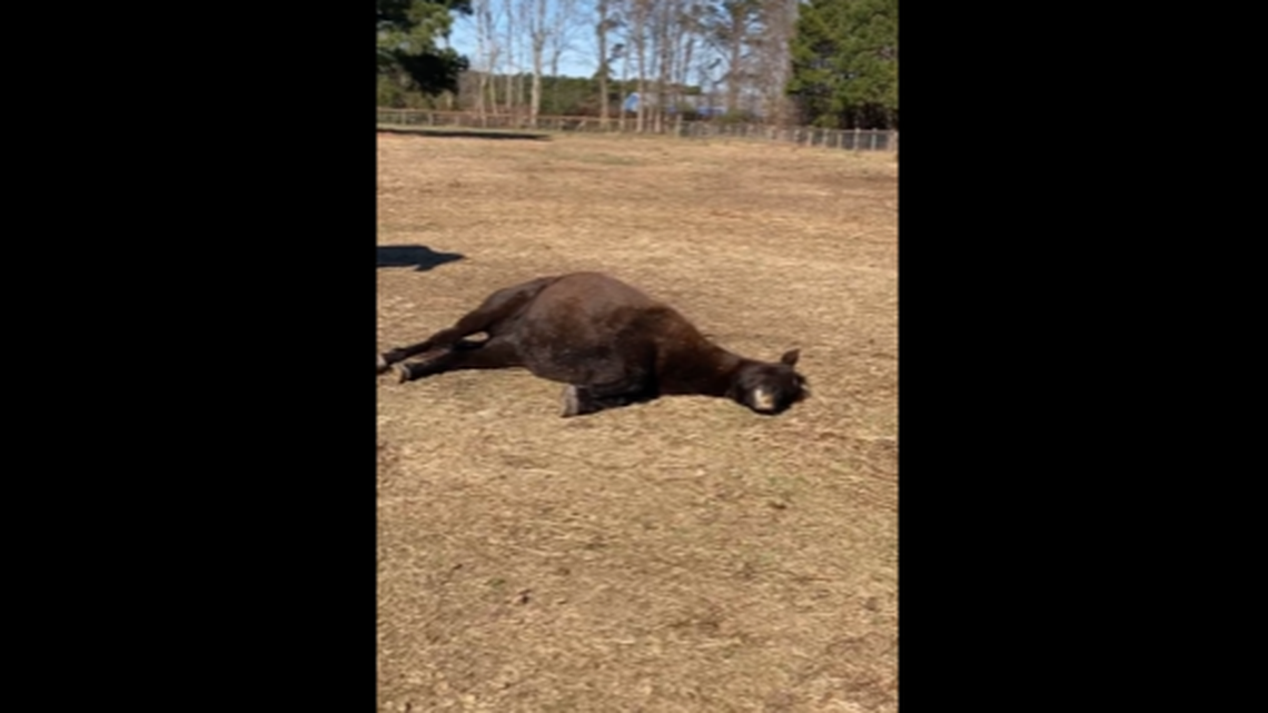 Little Star has an mischievous habit of appearing to be dead when she’s sleeping, according to North Carolina’s Corolla Wild Horse Fund.