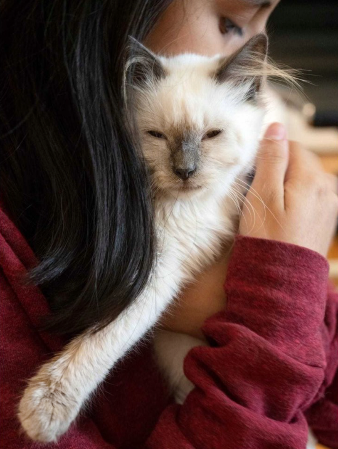 Ana Elisa Lackey holds a cat rescued from a shelter. Her mother, Tamara Lackey, is building Beautiful Together Animal Rescue and Sanctuary on 83 acres in Chapel Hill to house animals until they can find foster or permanent homes.