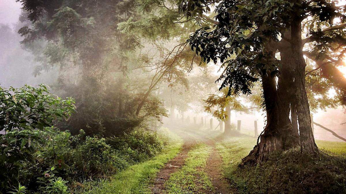 A foggy morning in Madison County in western North Carolina.