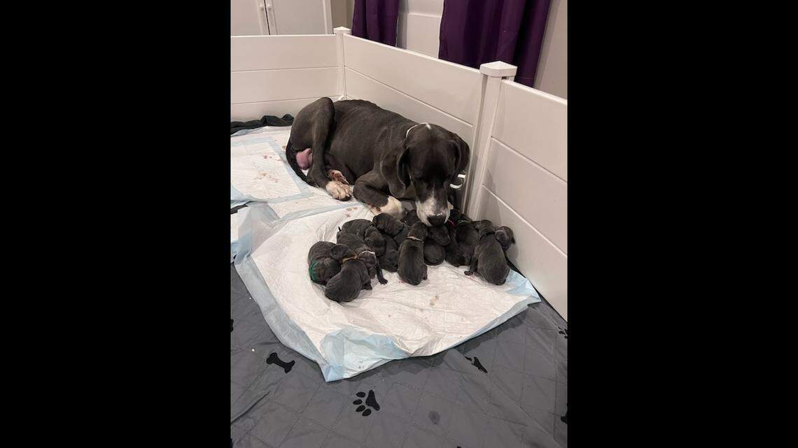 Meadow and all of her puppies will be eligible for adoption once the puppies are 8 weeks old, the rescue said.