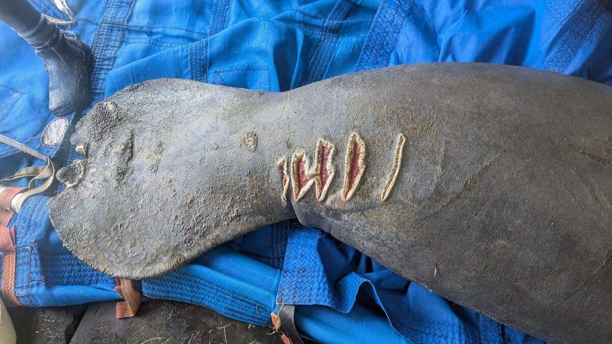 These scars on its right side are believed to be from an encounter with a boat, experts say. 