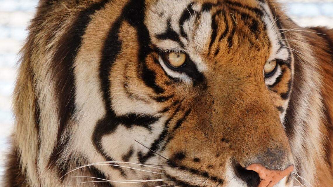 Mecklenburg County law prevents residents from owning exotic animals, including tigers, as pets.