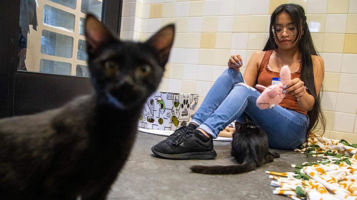 Volunteer Jacquelyn Estrada plays with some of the kittens available for adoption at Orange County Animal Services in Chapel Hill, Friday August 15, 2022.